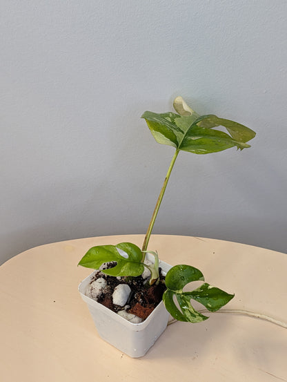 Raphidophora tetrasperma albo variegated