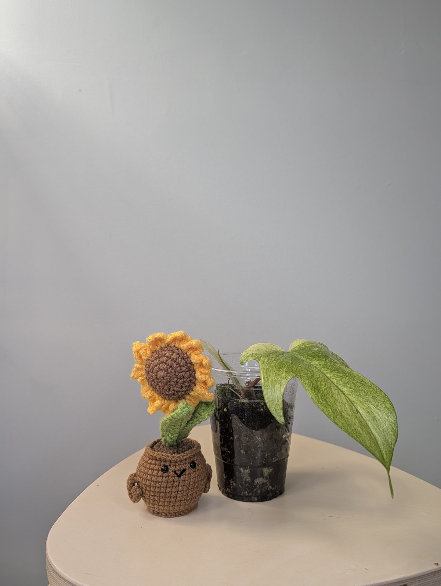 Philodendron Florida Beauty mint (ghost)