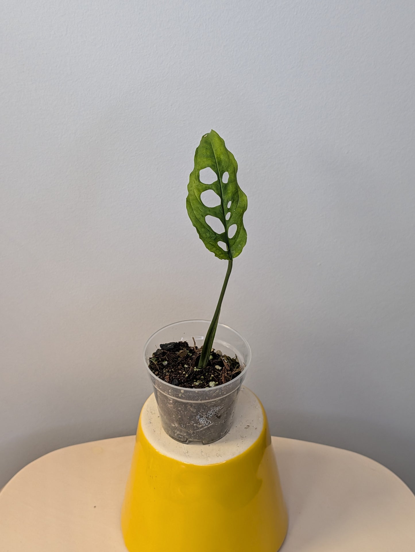 Monstera Oblique Peru