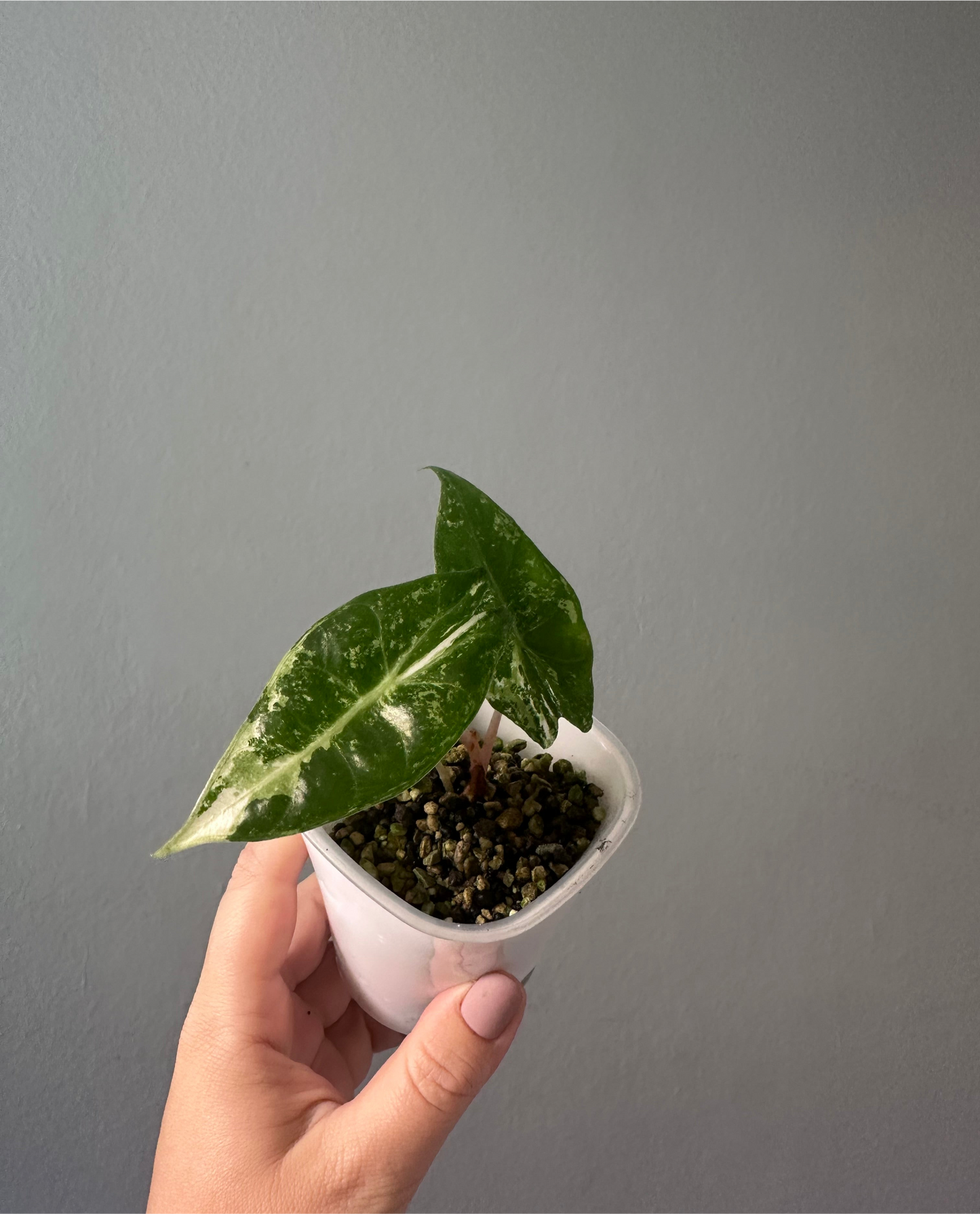 Alocasia pink dragon variegated / baby plant /first photo - mother plant