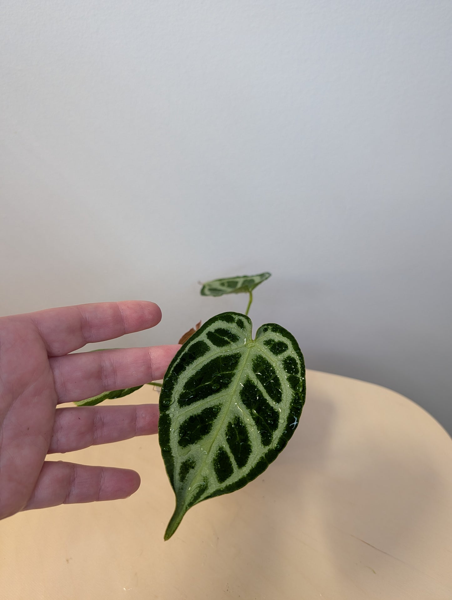 Anthurium crystallinum silver/ homegrown in Toronto 🇨🇦