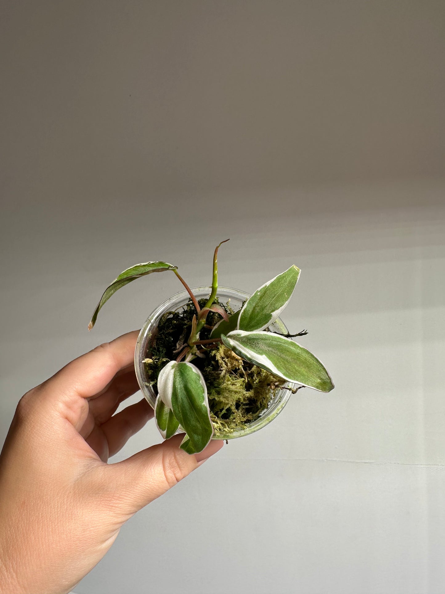 Philodendron Micans Halo / sparkling variegated leaves