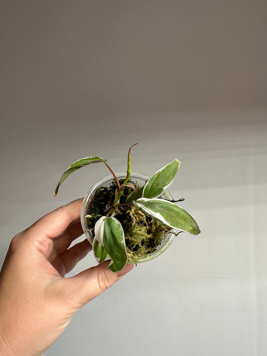 Philodendron Micans Halo / sparkling variegated leaves