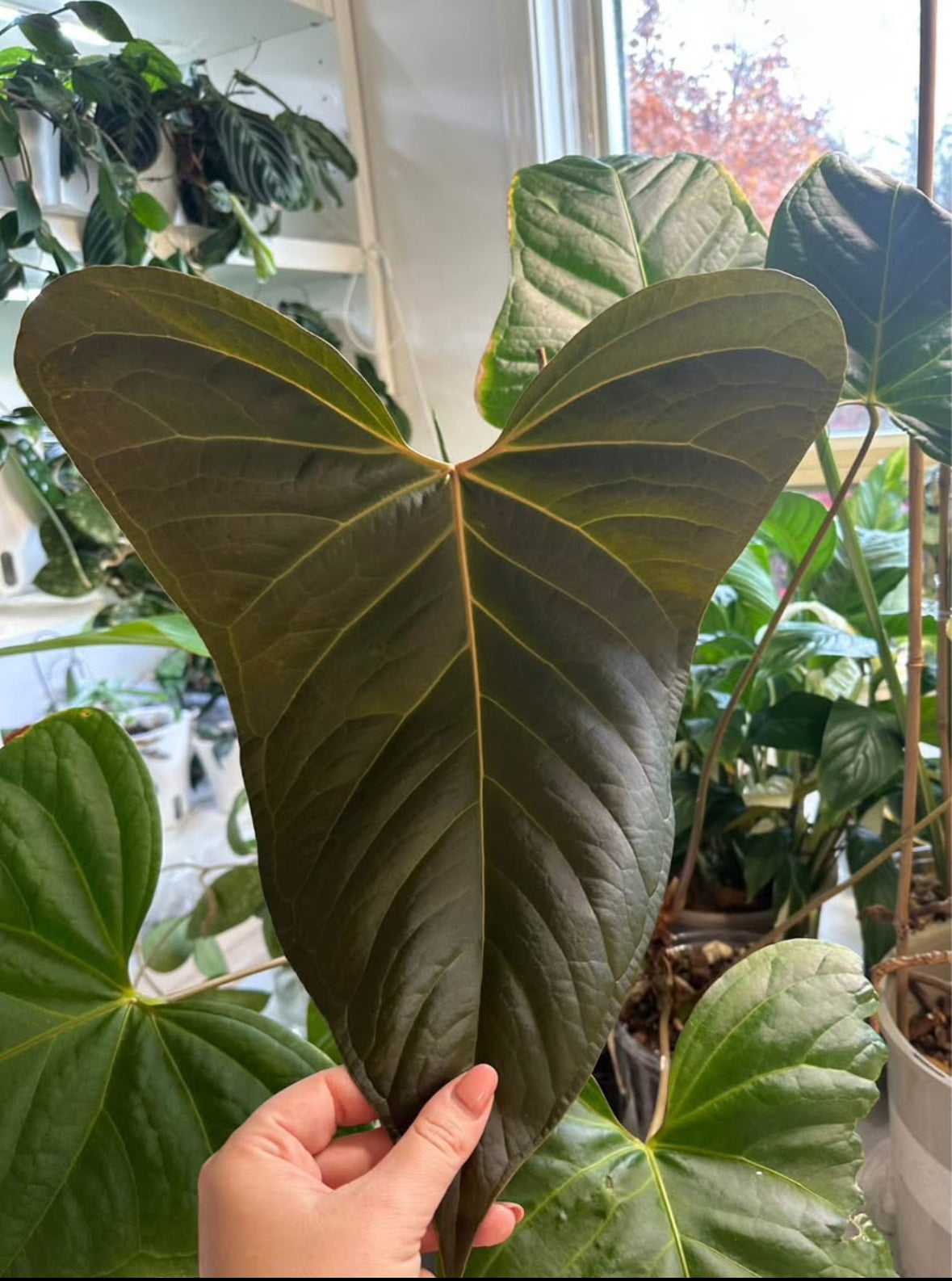 Anthurium Espiritu du Montana / only pick up and delivery