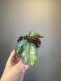 Hoya carnosa Argentea princess