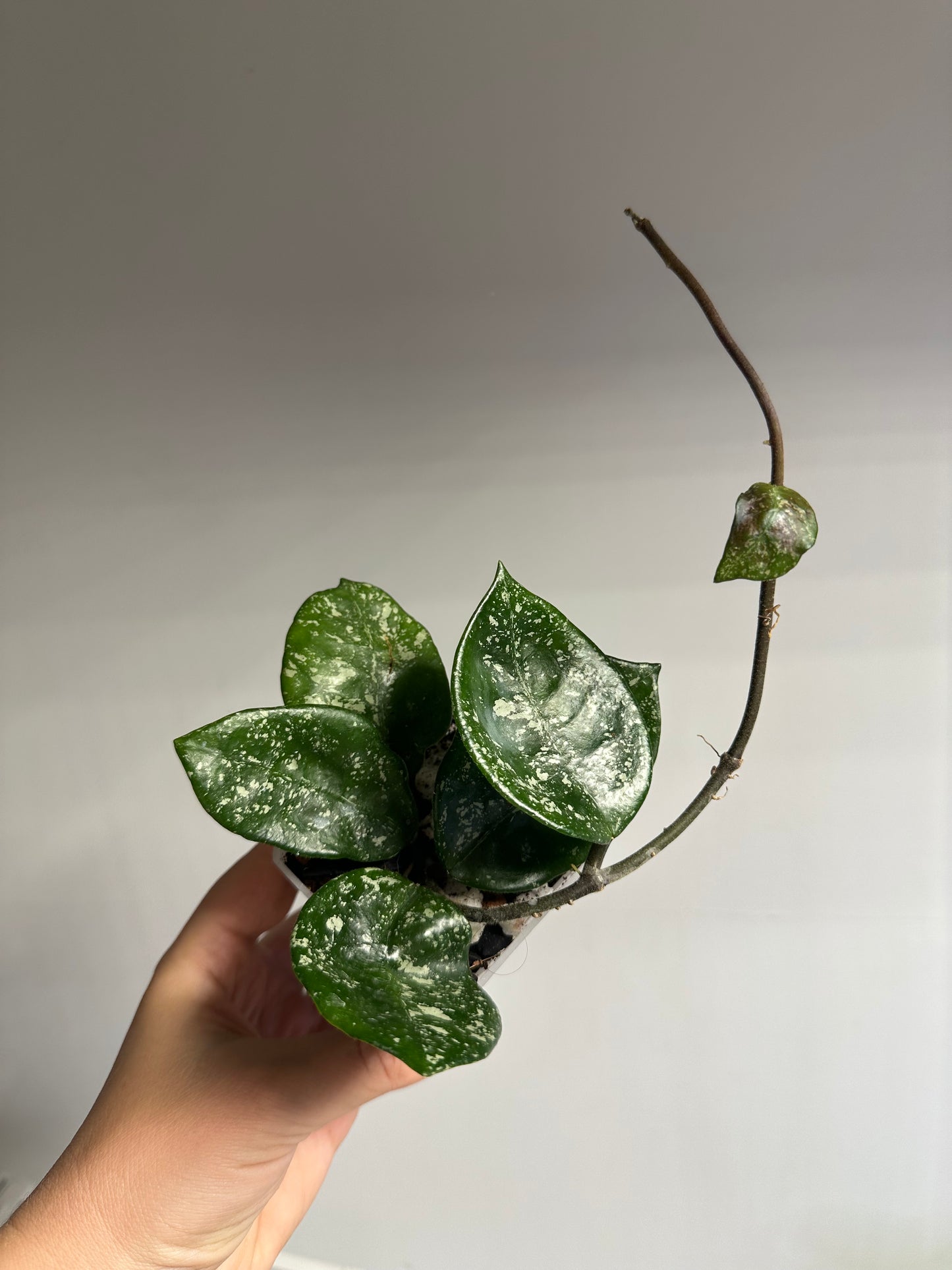 Hoya Carnosa Freckles Splash