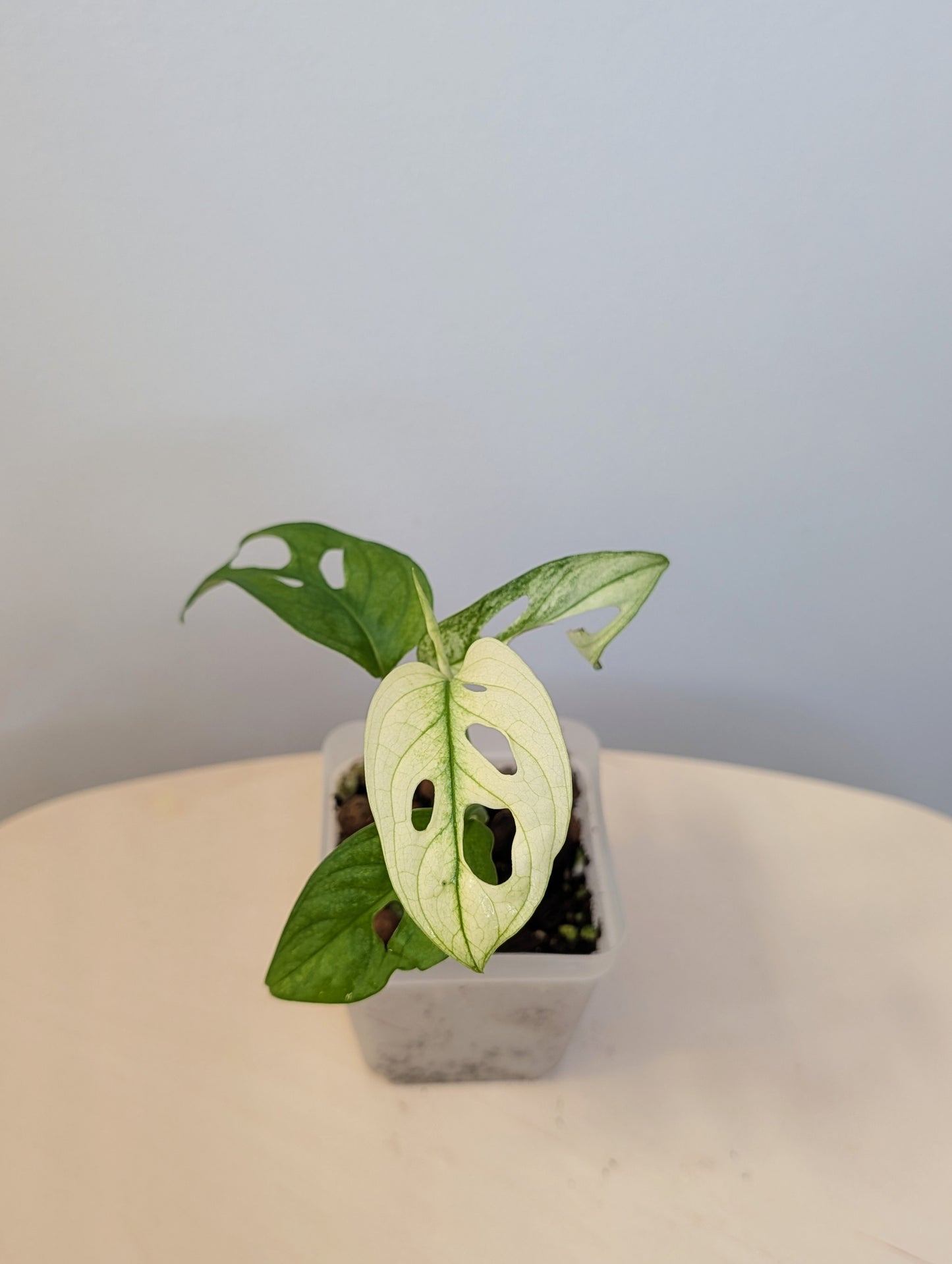 Monstera adansonii archipelago ghost