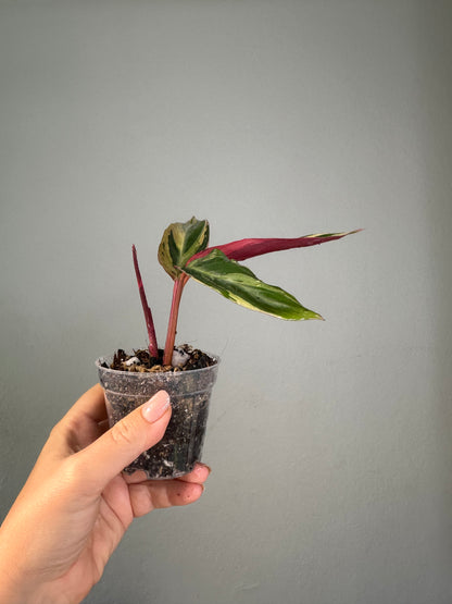 Stromanthe horticolor / rare stromanthe
