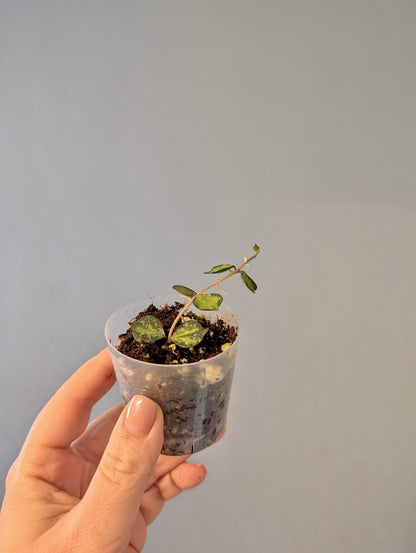 Hoya Curtisii variegated