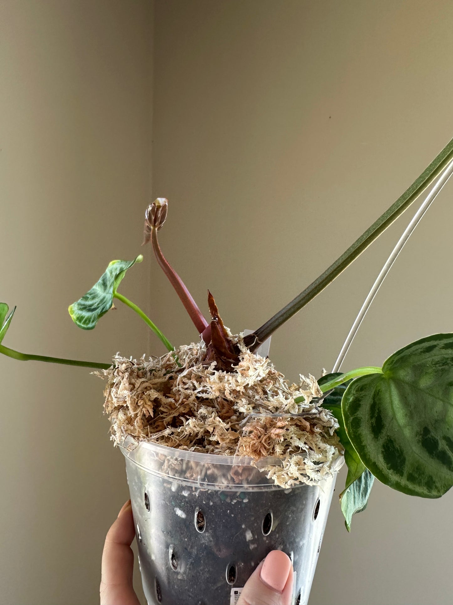 Anthurium silver blush/ homegrown in Toronto 🇨🇦