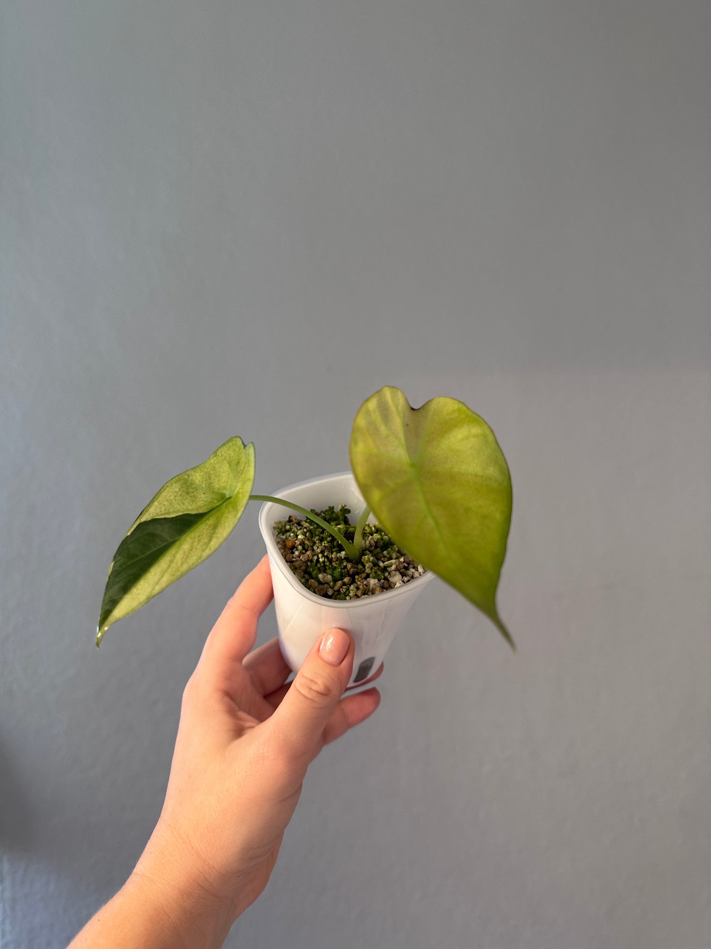 Alocasia regal shields mint variegated/ homegrown