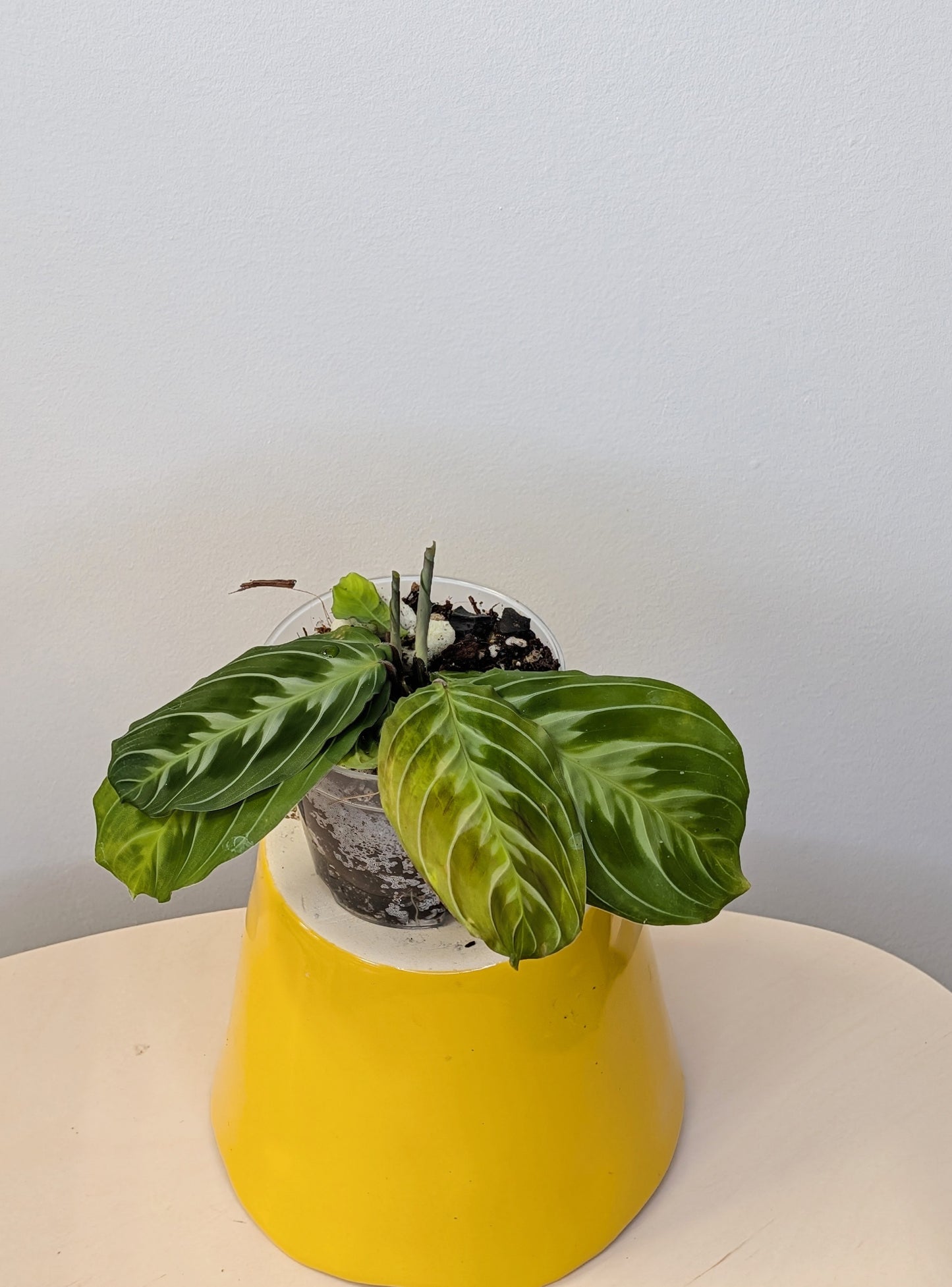 Marantha black (rare)