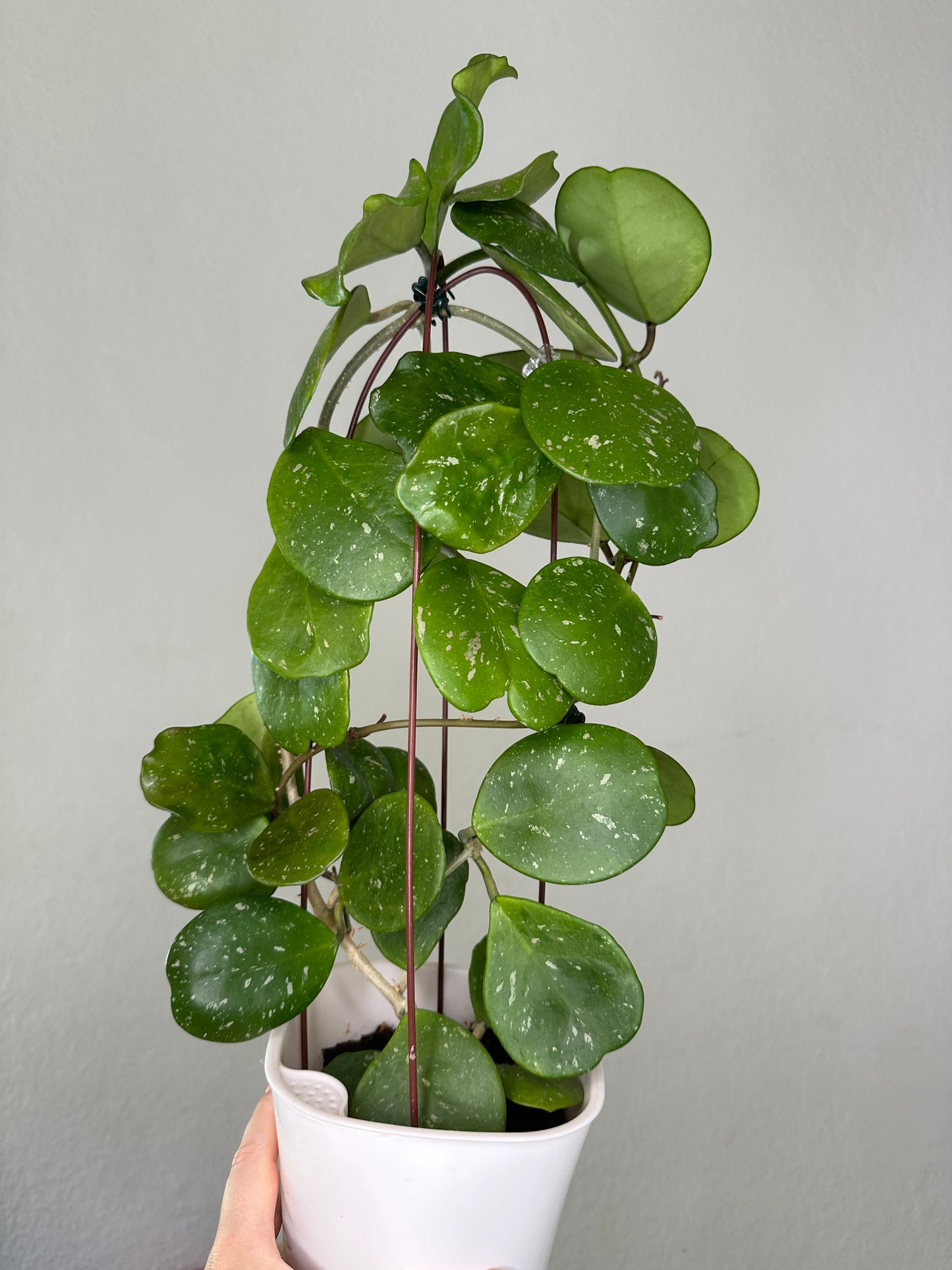 Hoya obovata splash / in a self watering pot