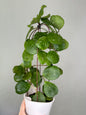 Hoya obovata splash / in a self watering pot
