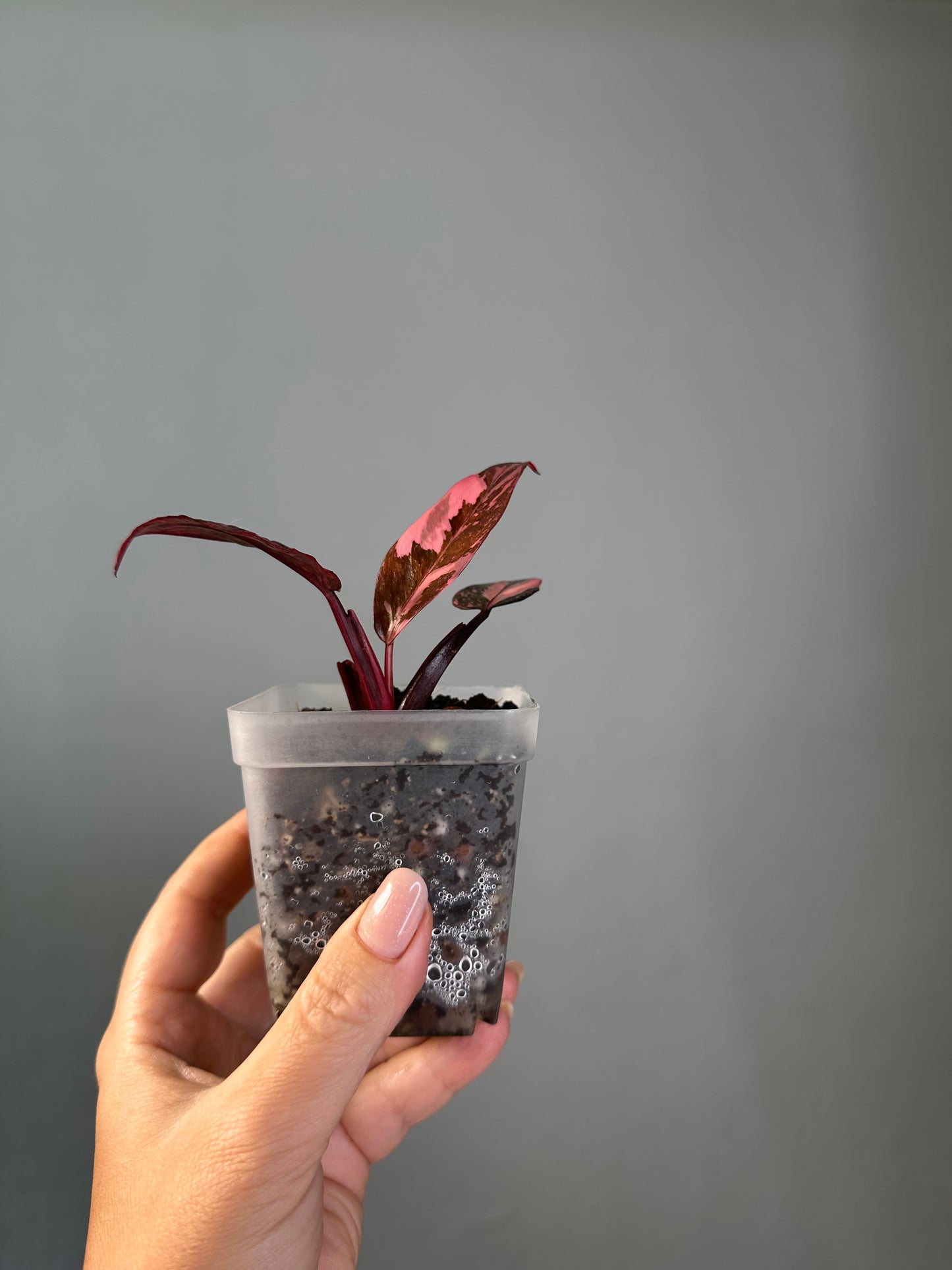 Philodendron pink princess galaxy variegated