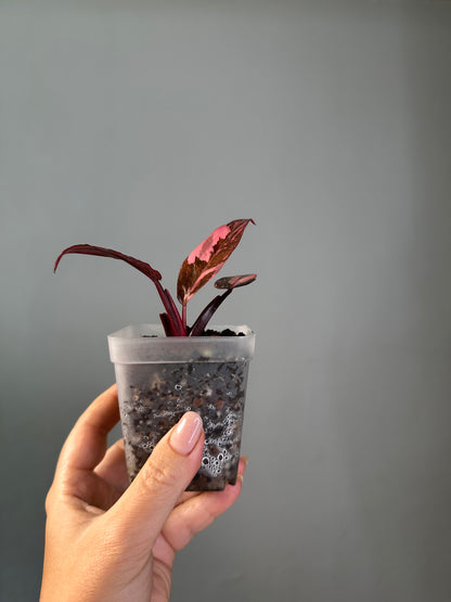 Philodendron pink princess galaxy variegated