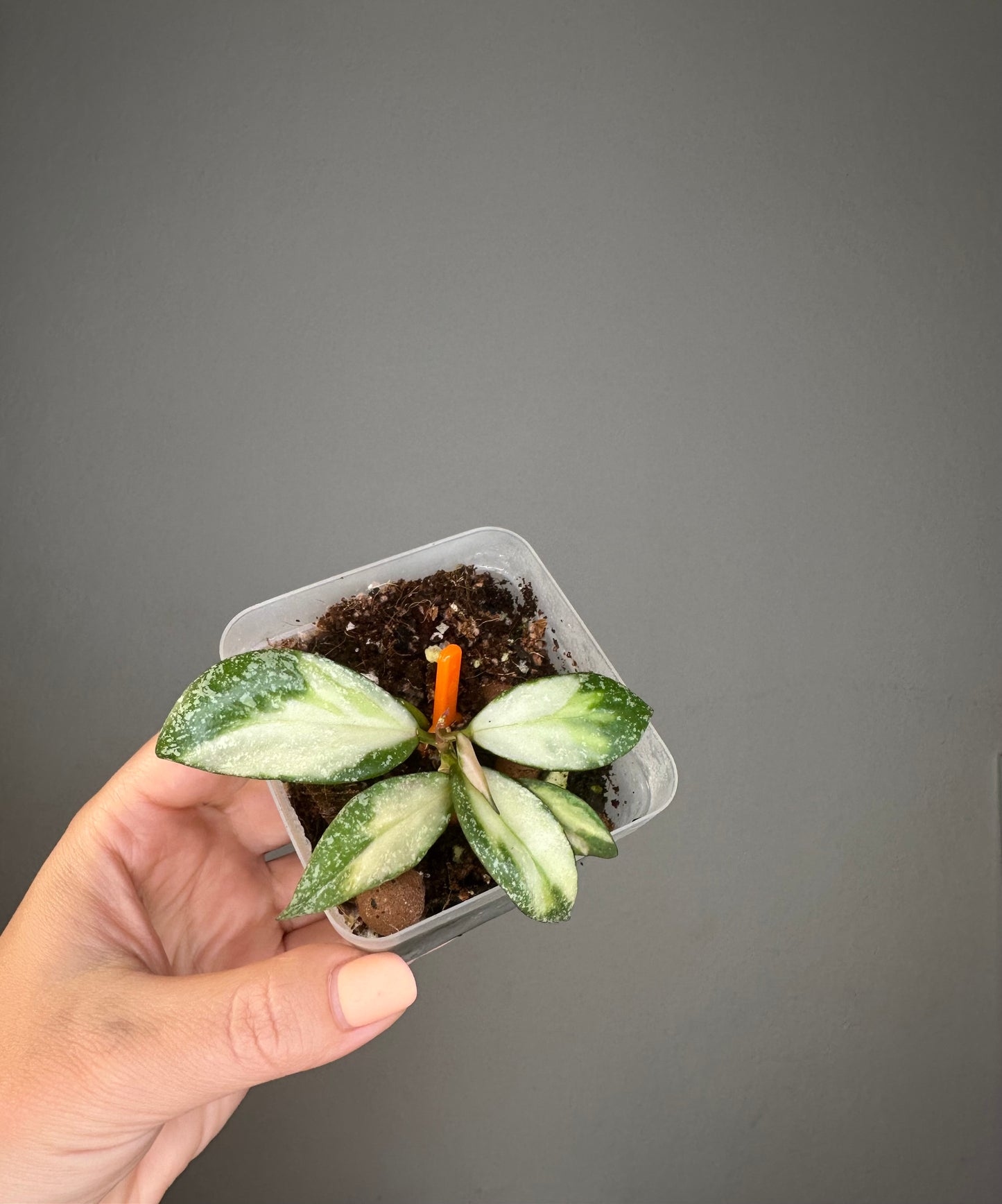 Hoya nabawanensis variegated