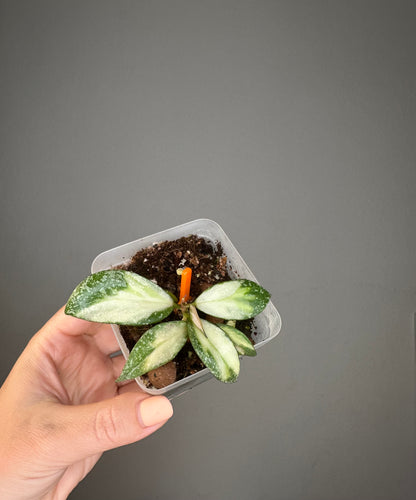 Hoya nabawanensis variegated