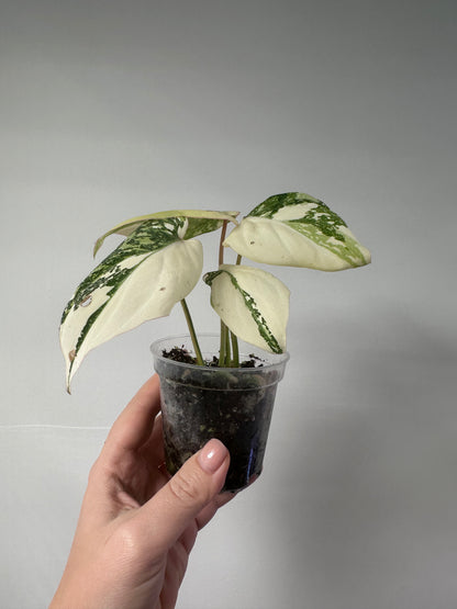 Philodendron gloriosum variegated