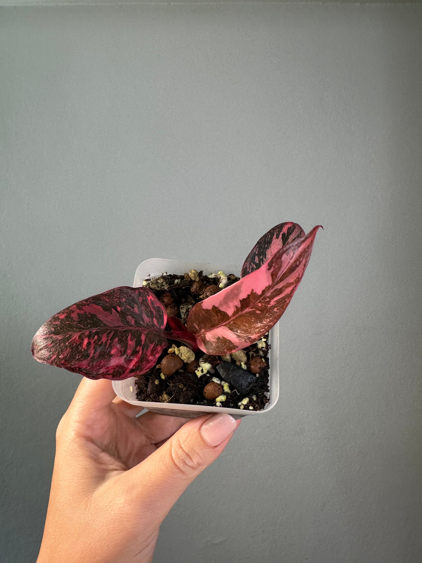 Philodendron pink princess galaxy variegated