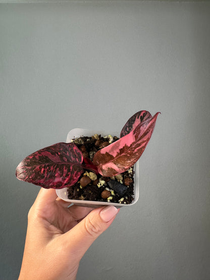 Philodendron pink princess galaxy variegated