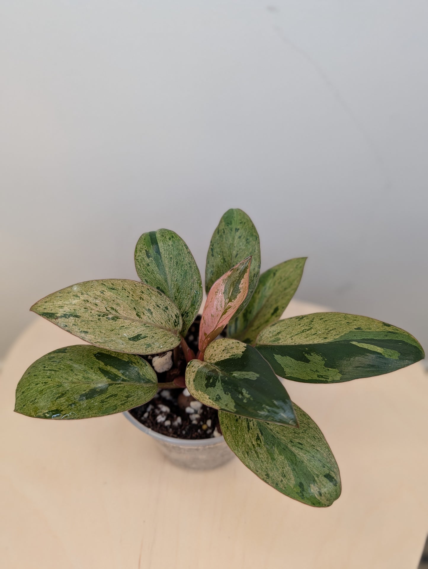 Philodendron green Congo mint variegated dwarf