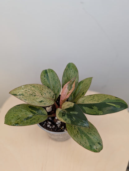 Philodendron green Congo mint variegated dwarf
