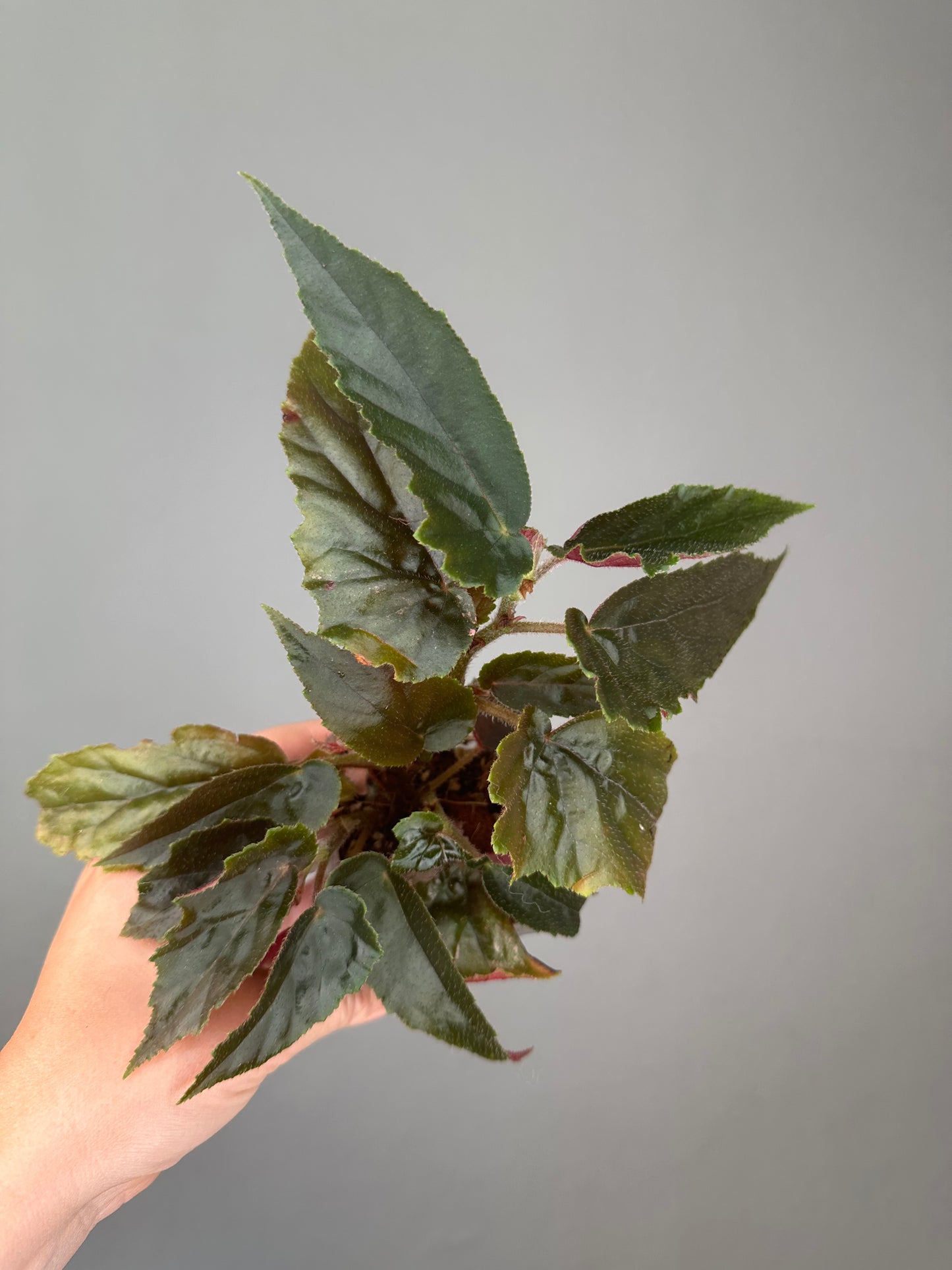 Begonia Ginny Galaxy low variegation