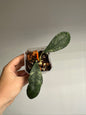 Hoya Corneri Splash