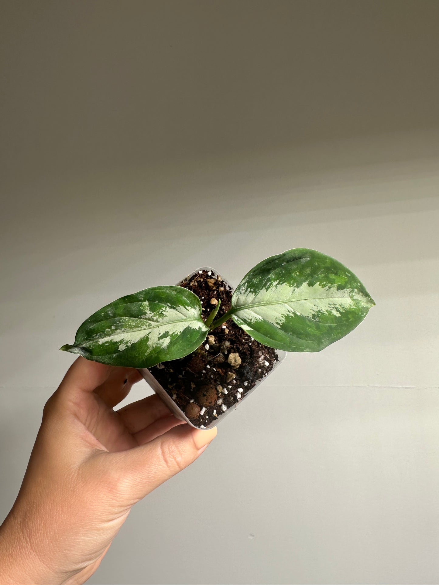 Aglaonema Pictum Tricolor / Aglaonema camouflage / velvety leaves