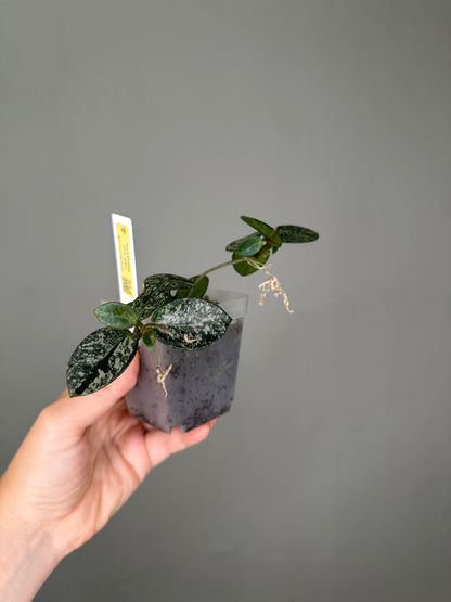 Hoya Mathilde silver splash 🩶 / two cuttings in a pot