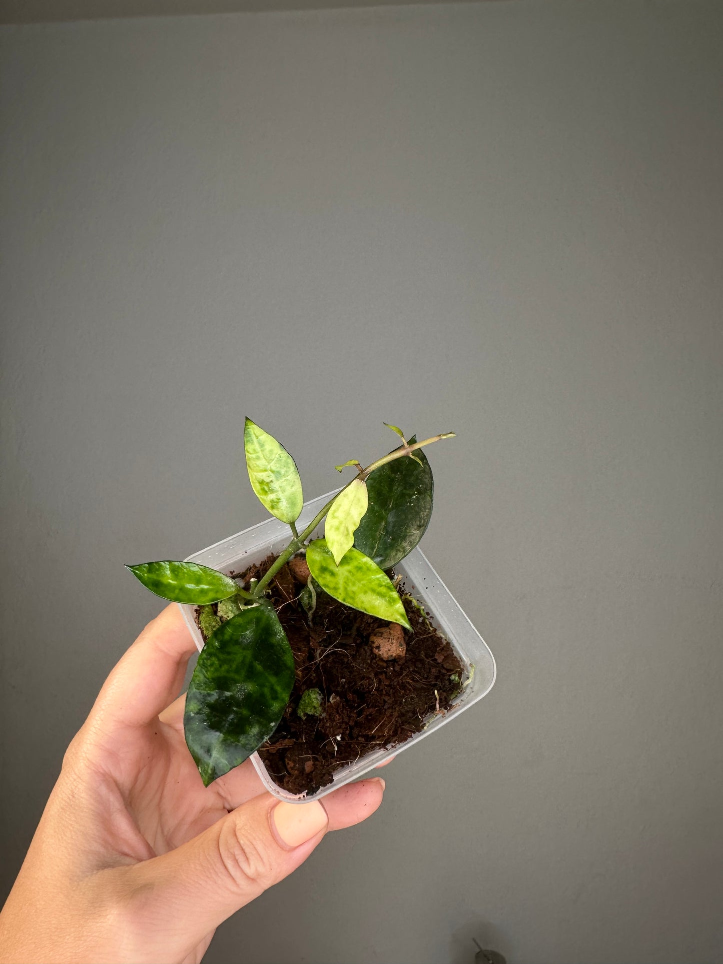 Hoya lacunosa Amarillo