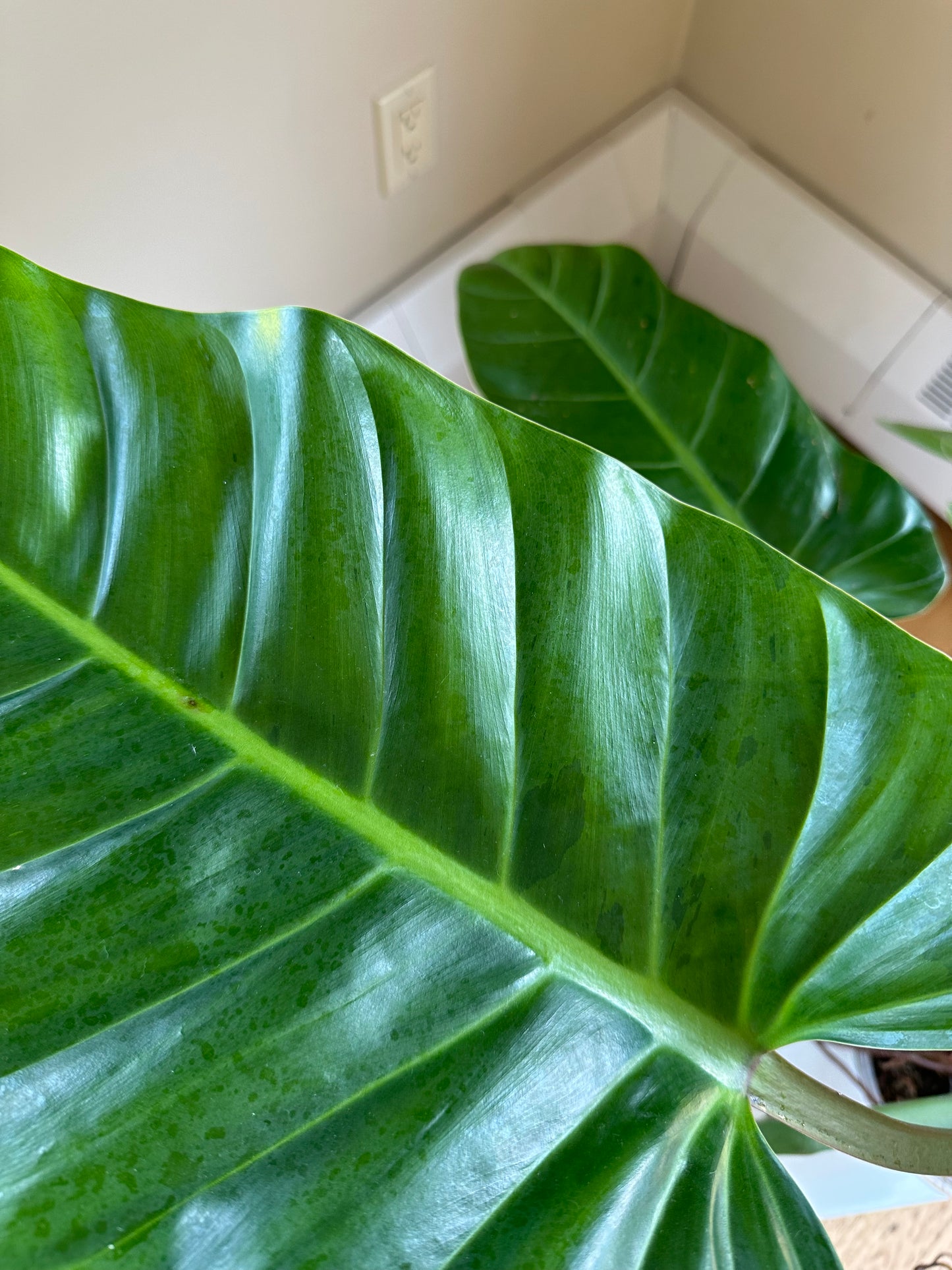 Philodendron melinonii XL / only pick up & delivery & shipping to Ontario