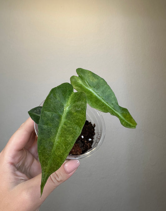 Alocasia amazonica aurea splash variegated