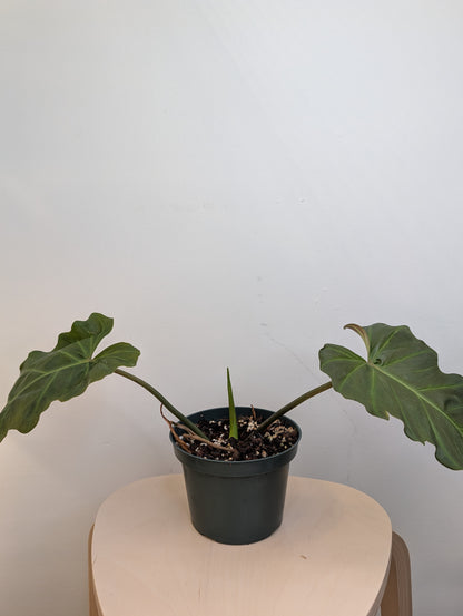Philodendron Corcsinianum / rare philodendron