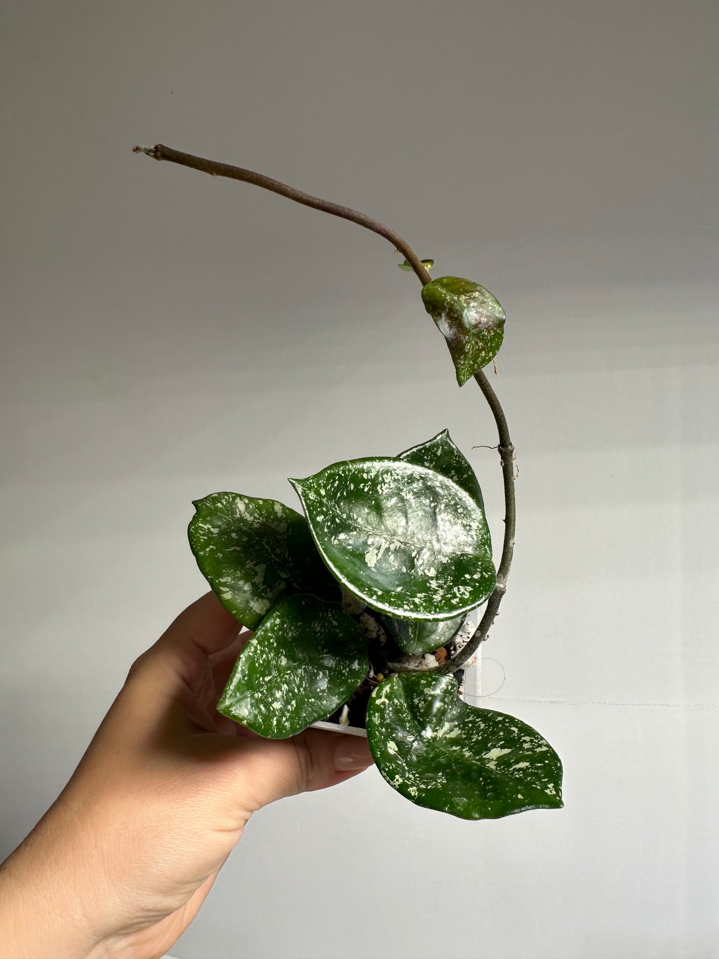 Hoya Carnosa Freckles Splash