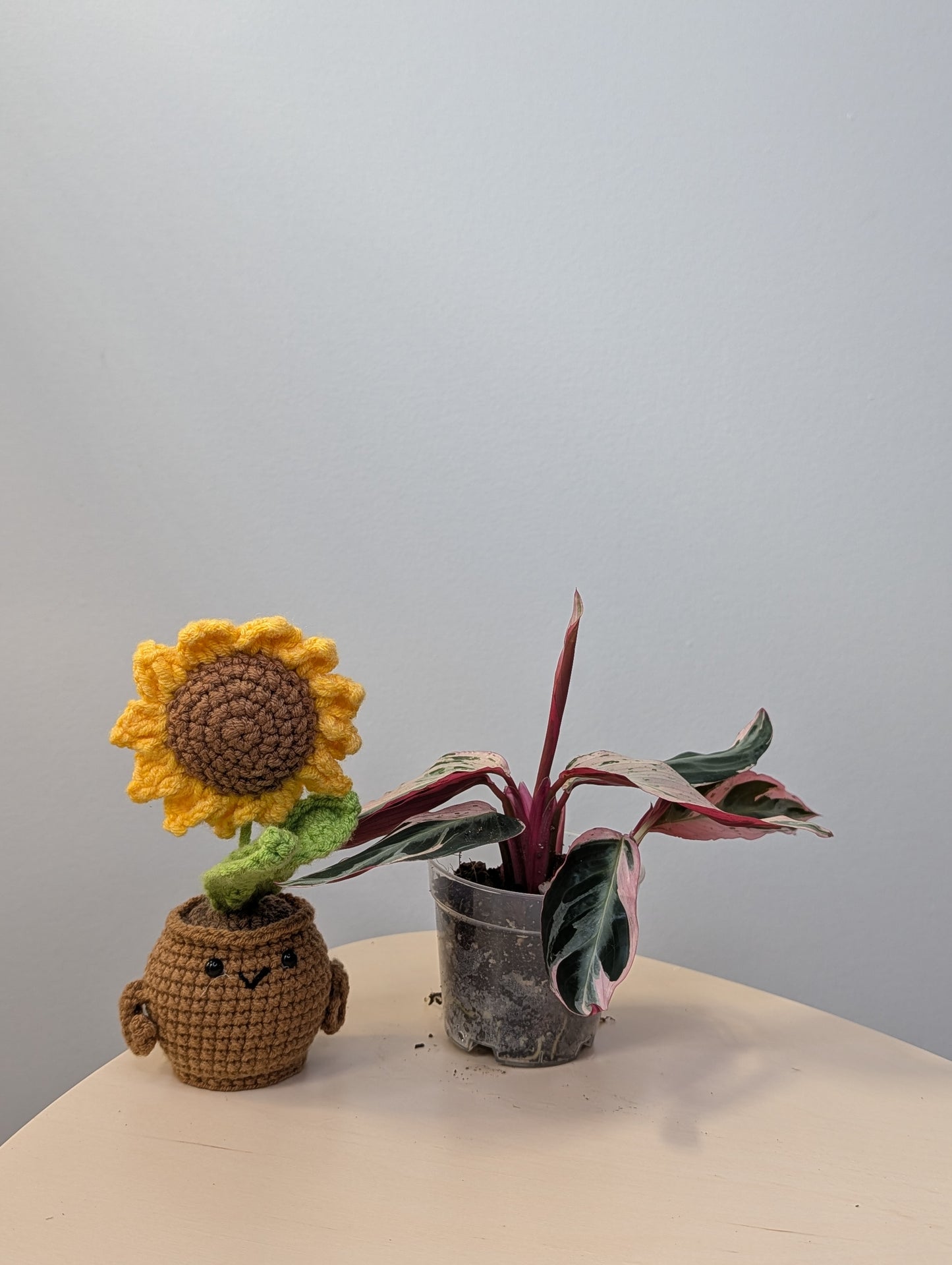 Stromanthe multicolor/ rare