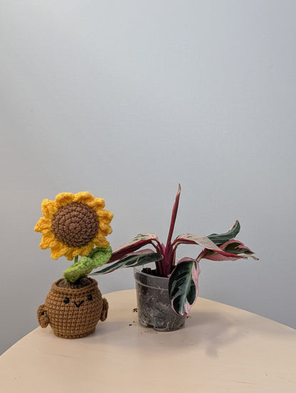 Stromanthe multicolor/ rare