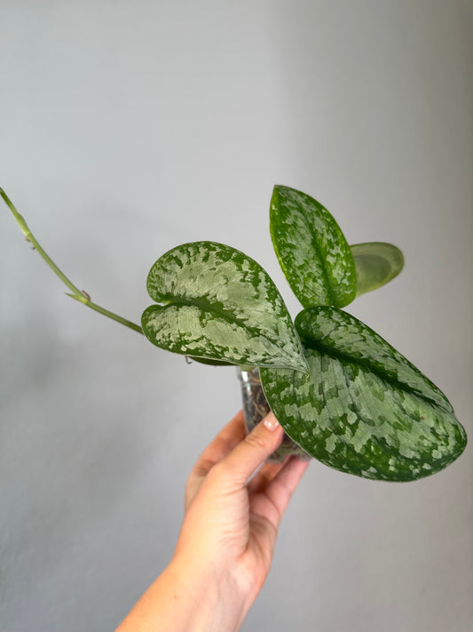 Scindapsus silver splash