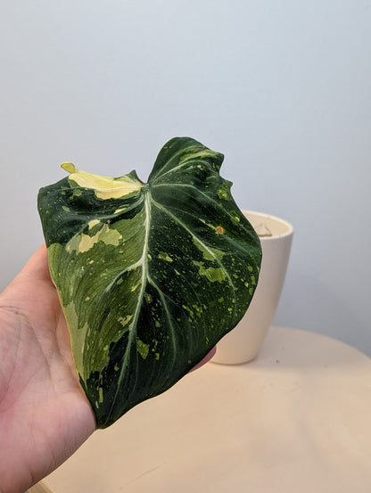 Philodendron gloriosum variegated cutting with roots