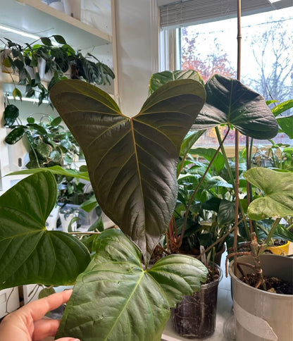 Anthurium Espiritu du Montana / only pick up and delivery