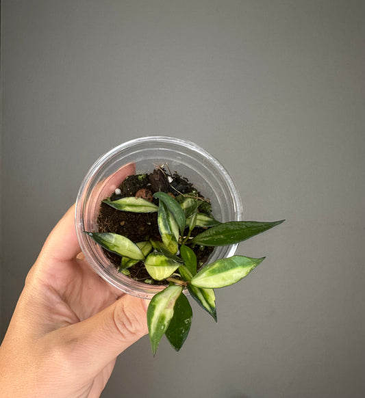 Hoya lacunosa variegated