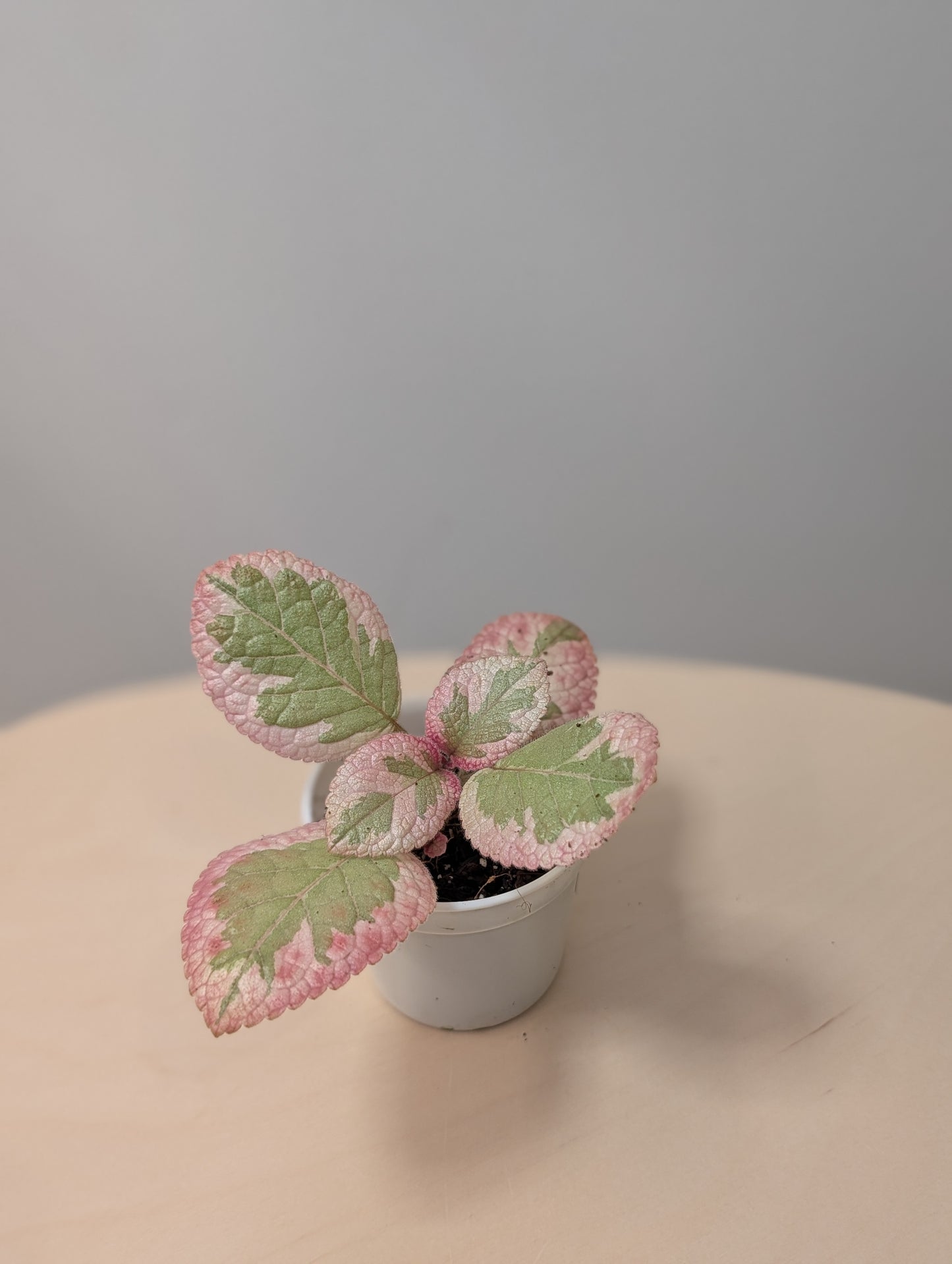 Episcia Cleopatra / grower's choice