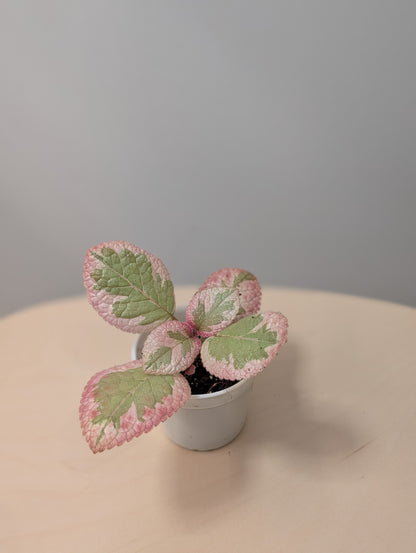Episcia Cleopatra / grower's choice