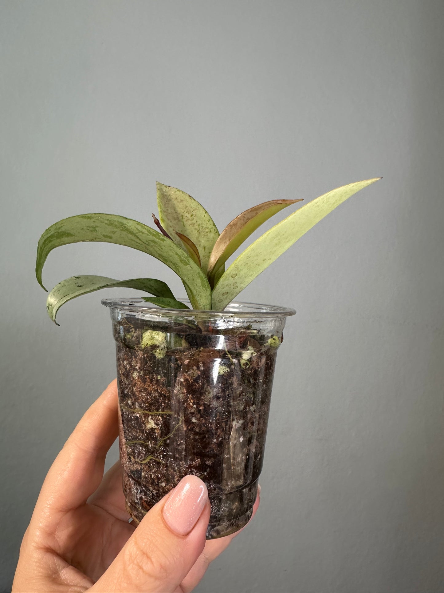 Hoya publicalyx silver