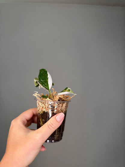 Philodendron white wizard