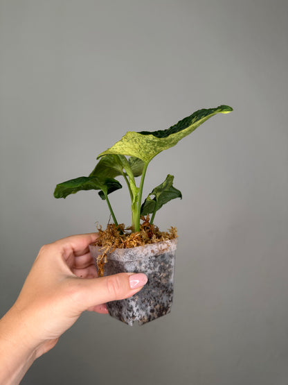 Syngonium scrambled eggs 🍳 nice color ✨