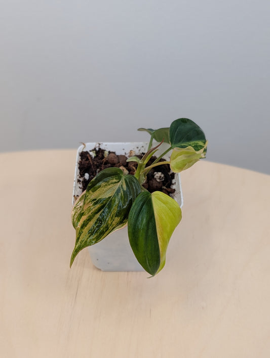 Philodendron Micans  variegated
