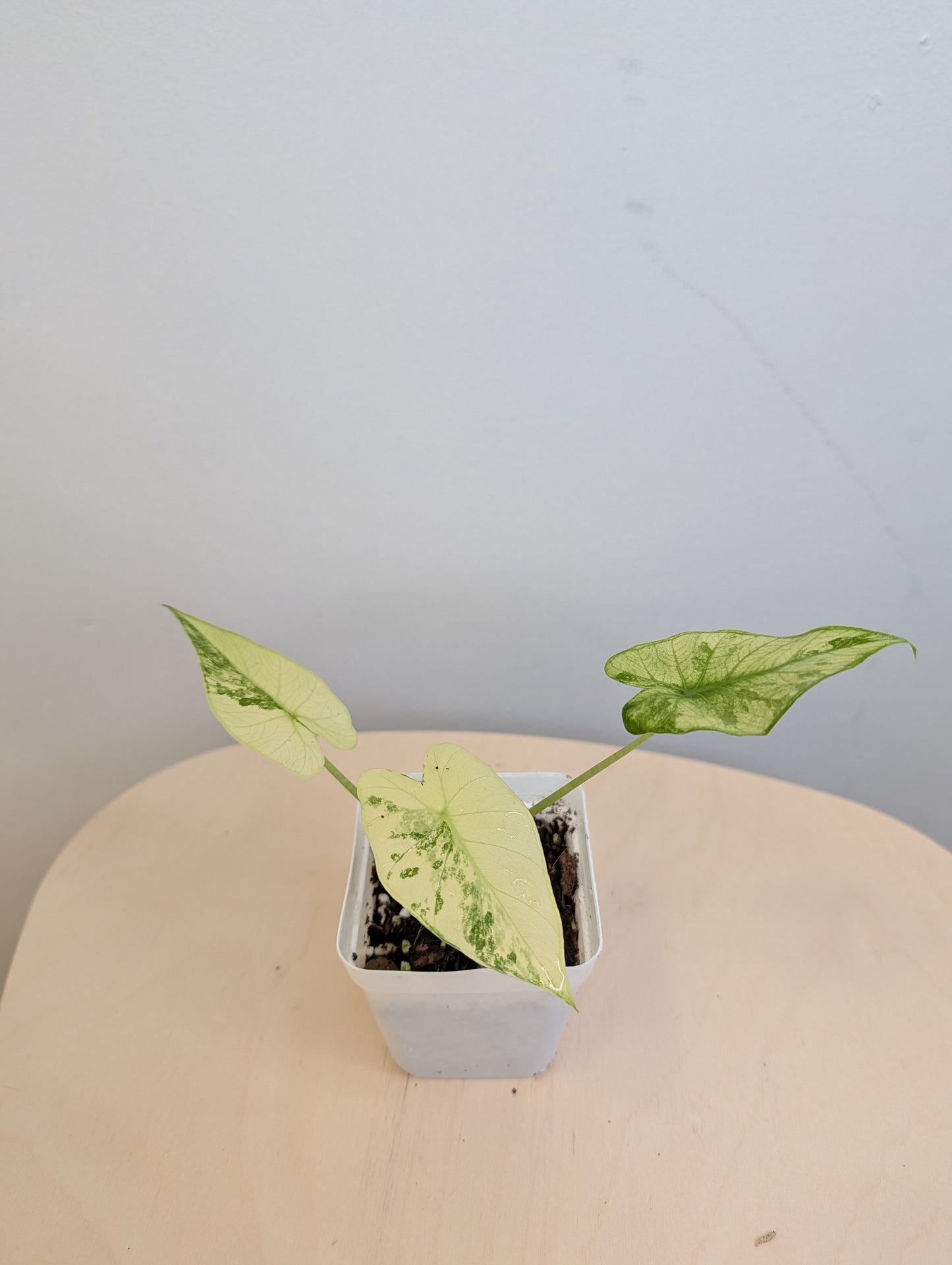 Alocasia odora albo mint variegated