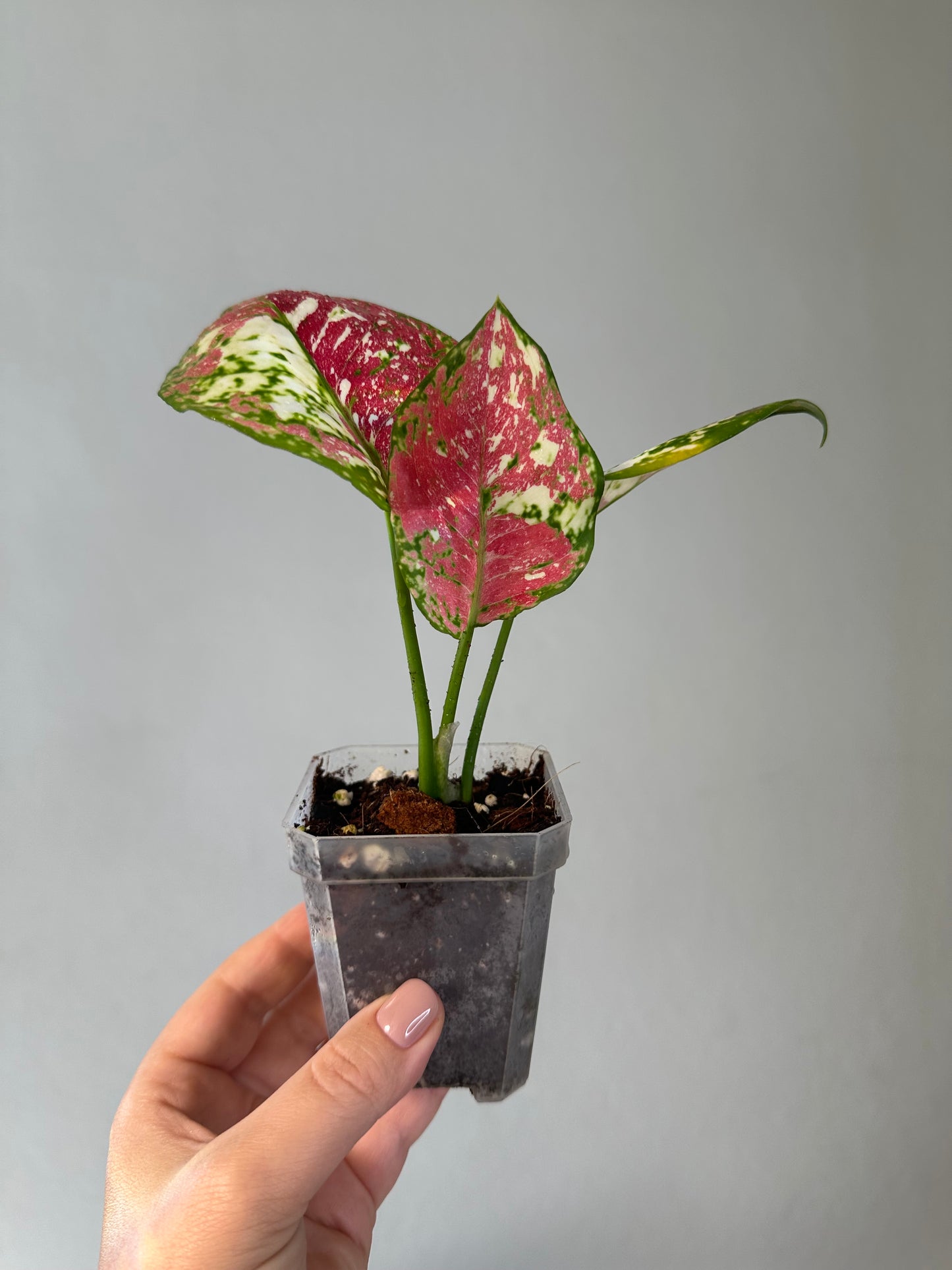 Aglaonema tricolor / uncommon and beautiful ✨